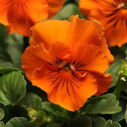 Viola × wittrockiana Frizzle Sizzle Orange (Frizzle Sizzle Series)
