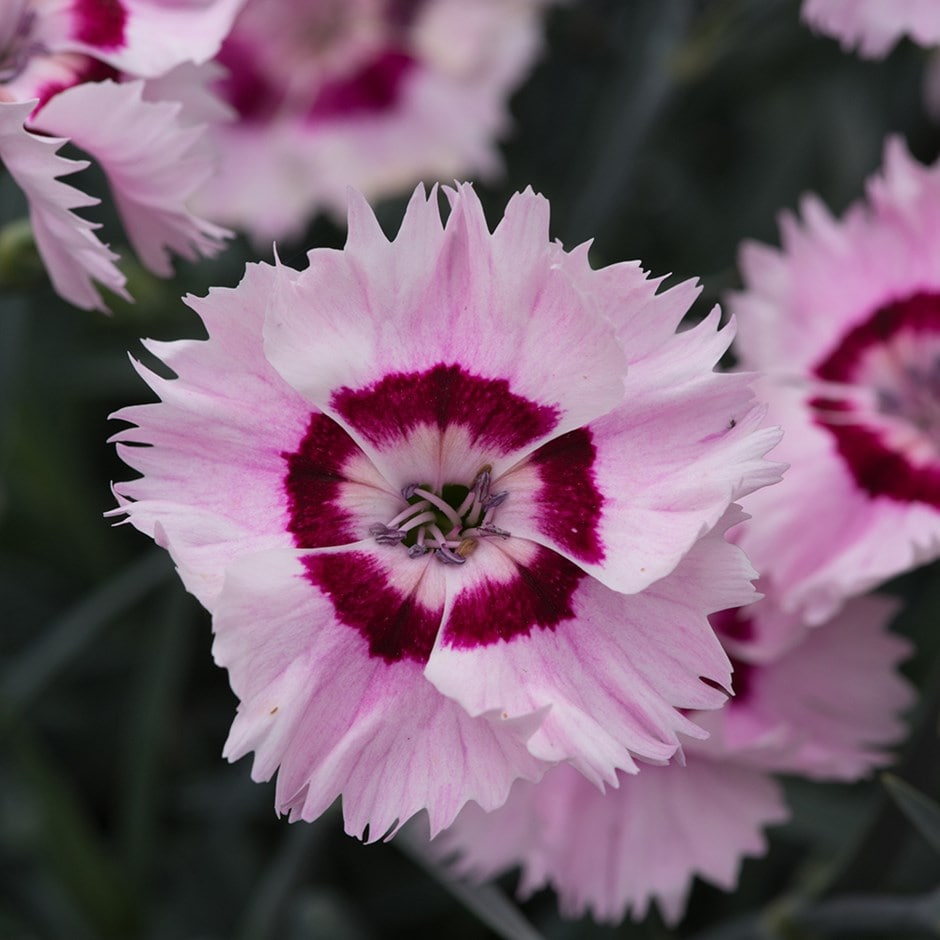 Dianthus <b class=small-caps>(Allwoodii Group) Cherry Daiquiri</b> ('Wp15Pie42') (PBR) (Cocktail Series)