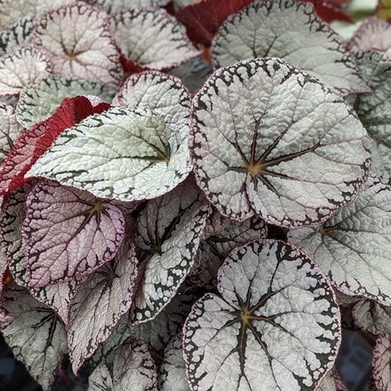 Begonia Silver Lace