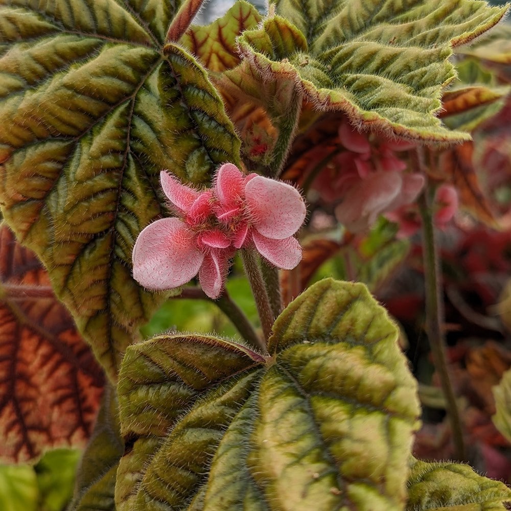 <i>Begonia metallica</i> 