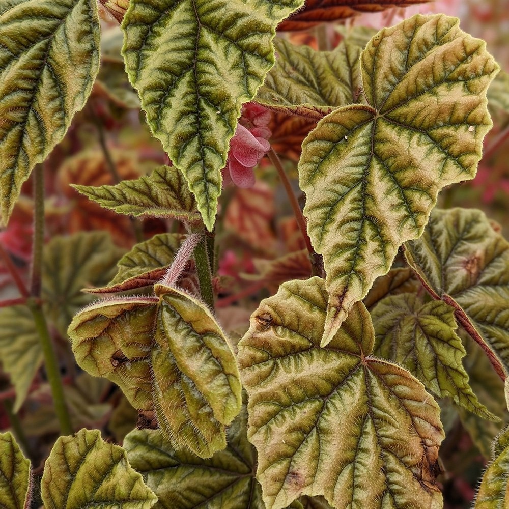 <i>Begonia metallica</i> 
