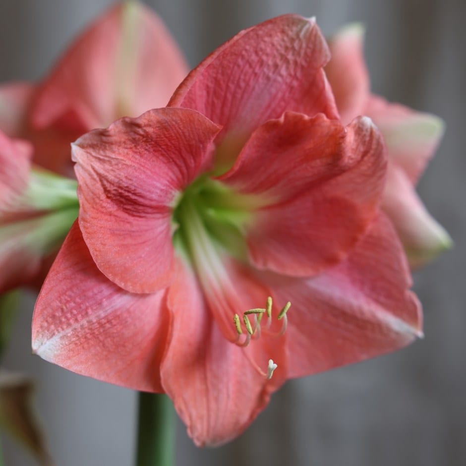 <i>Hippeastrum</i> 'Rosalie'