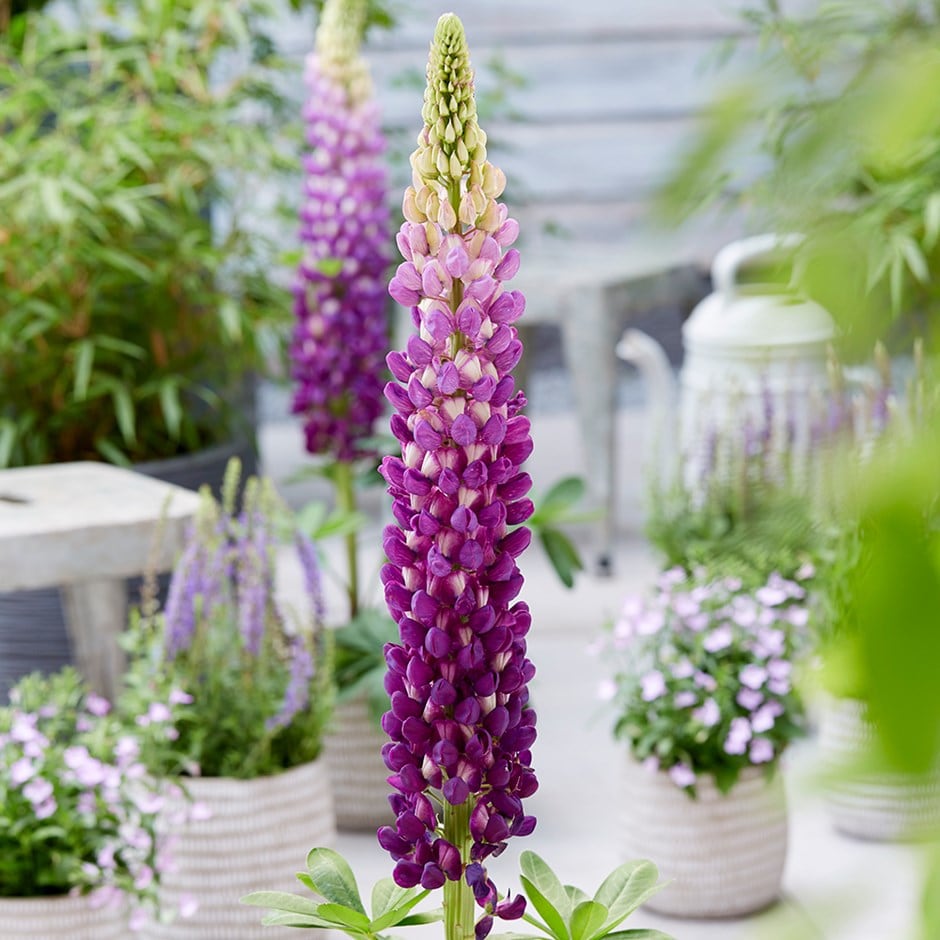 <i>Lupinus</i> 'Shirley Anne'