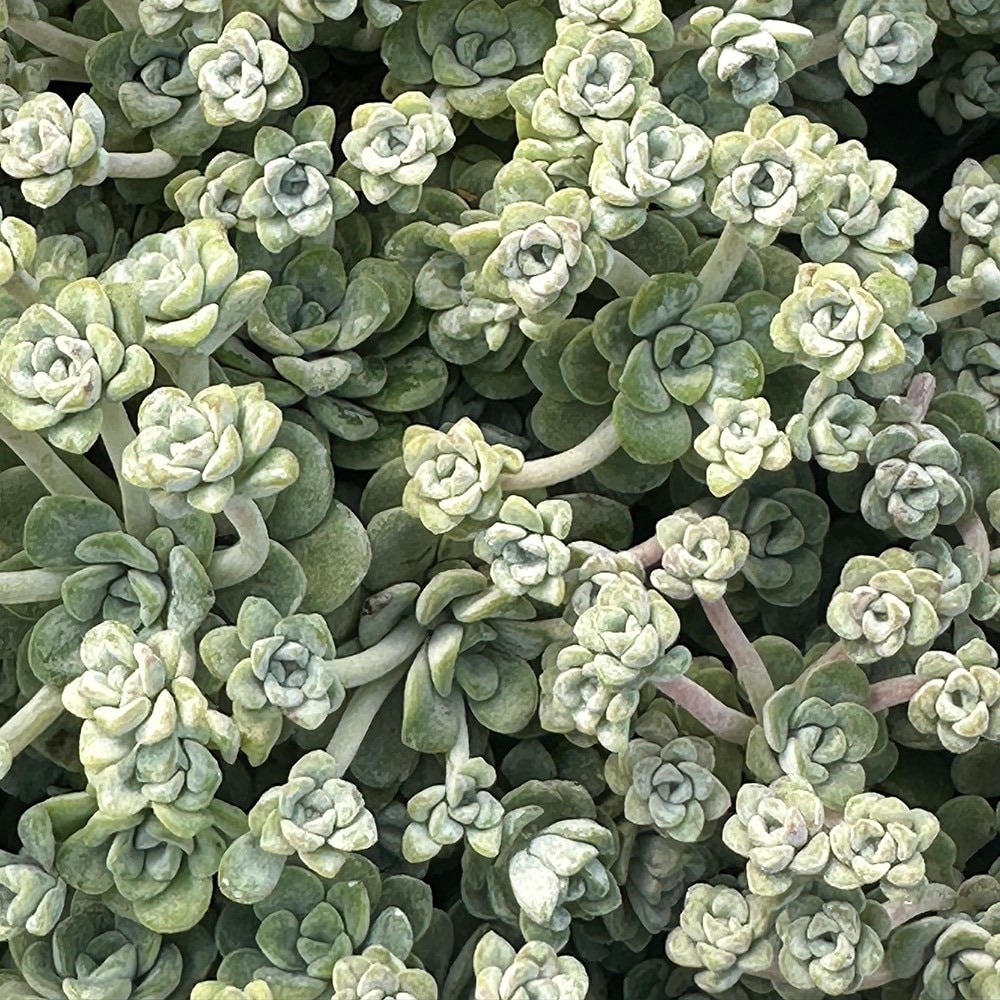 <i>Sedum spathulifolium</i> 'Cape Blanco'