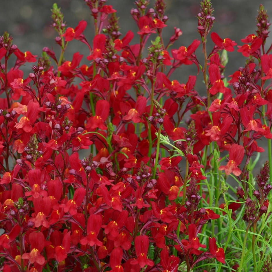 <i>Linaria maroccana</i> 'Licilia Red' (Licilia Series)