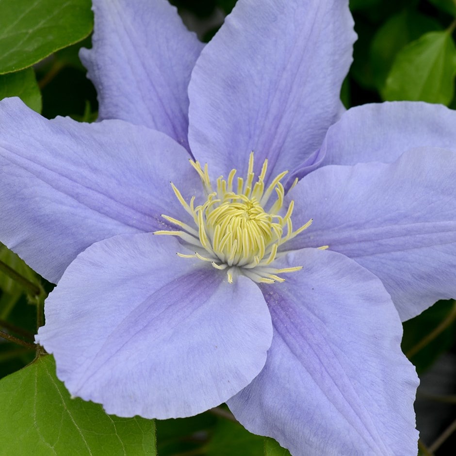 <i>Clematis</i> <b class=small-caps>Zara</b> ('Evipo062') (PBR) (Boulevard Series)