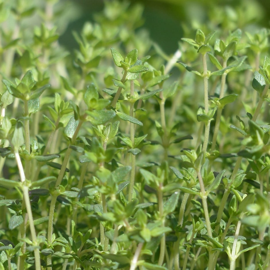 <i>Thymus</i> 'Thyme of Provence'