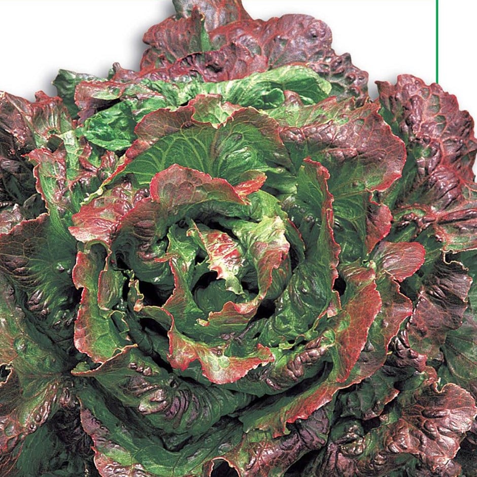 lettuce 'Red Grenoble'