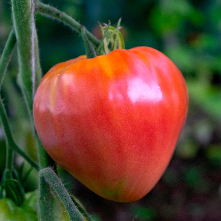 tomato 'Cuor Di Bue'