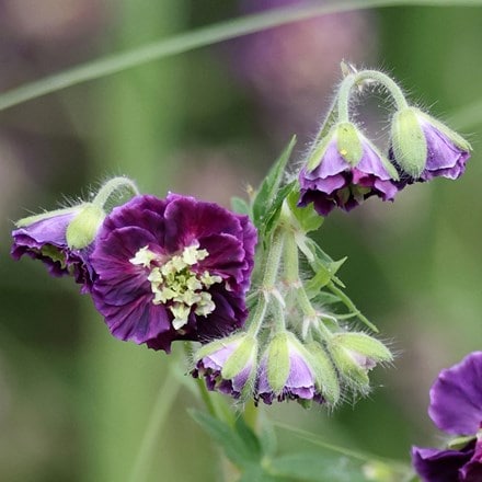 Geranium phaeum Joseph Green