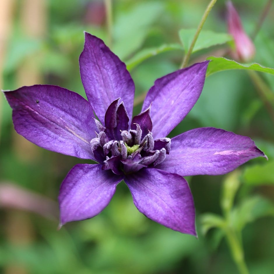<i>Clematis </i><b class=small-caps>Glorious Day</b> ('Zo23020') (PBR)