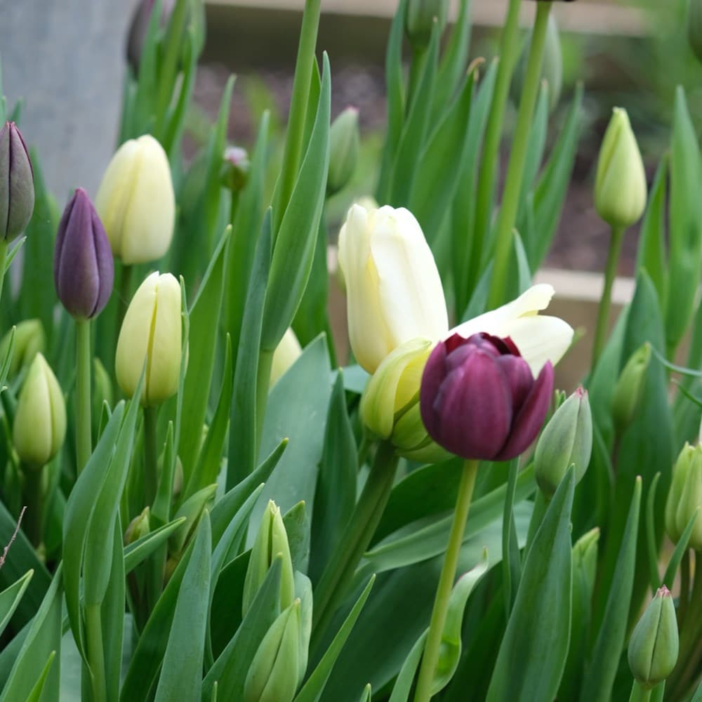 The Garden Gate blackcurrant ripple tulip collection