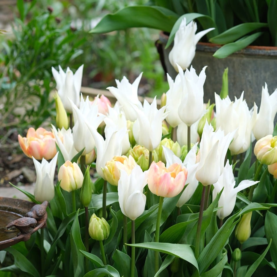 The Garden Gate rhubarb & custard tulip collection