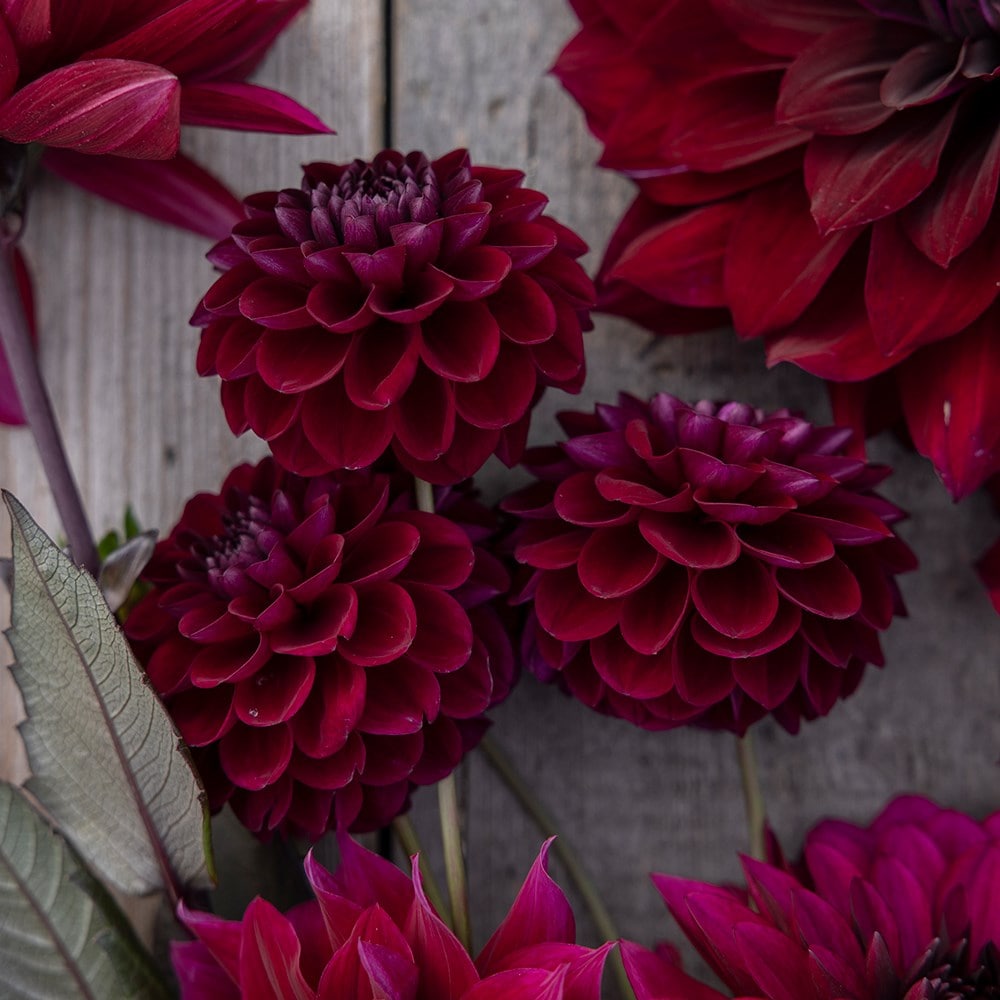Bruised dahlia collection