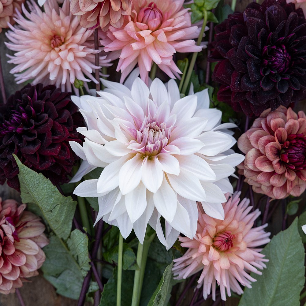 Coffee and cream dahlia collection