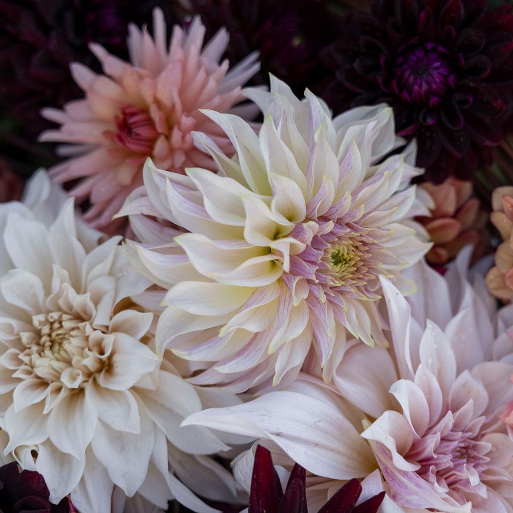 Large Coffee and cream dahlia collection