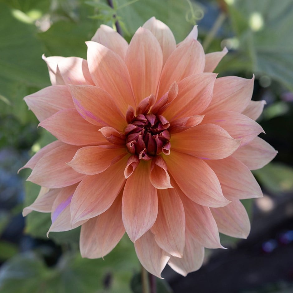 <i>Dahlia</i> 'Babylon Brons'