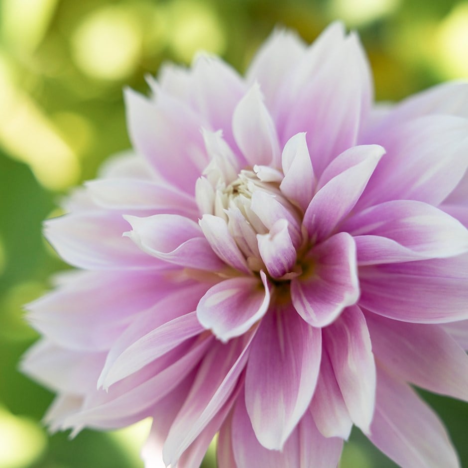 <i>Dahlia</i> 'Evanah'