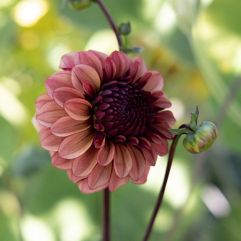 <i>Dahlia</i> 'Jowey Merel'