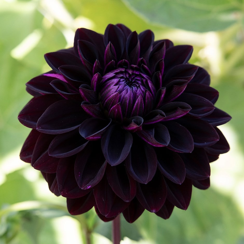 <i>Dahlia</i> 'Jowey Midnight'