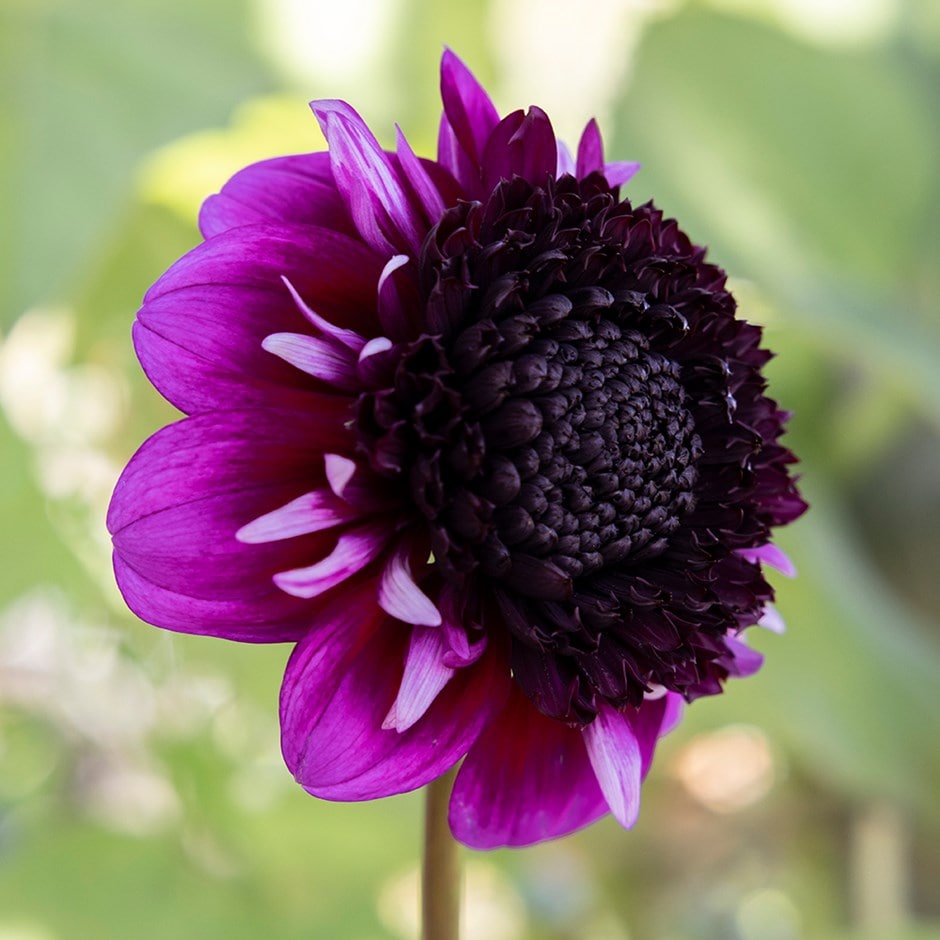 <i>Dahlia</i> 'Misses Amy'