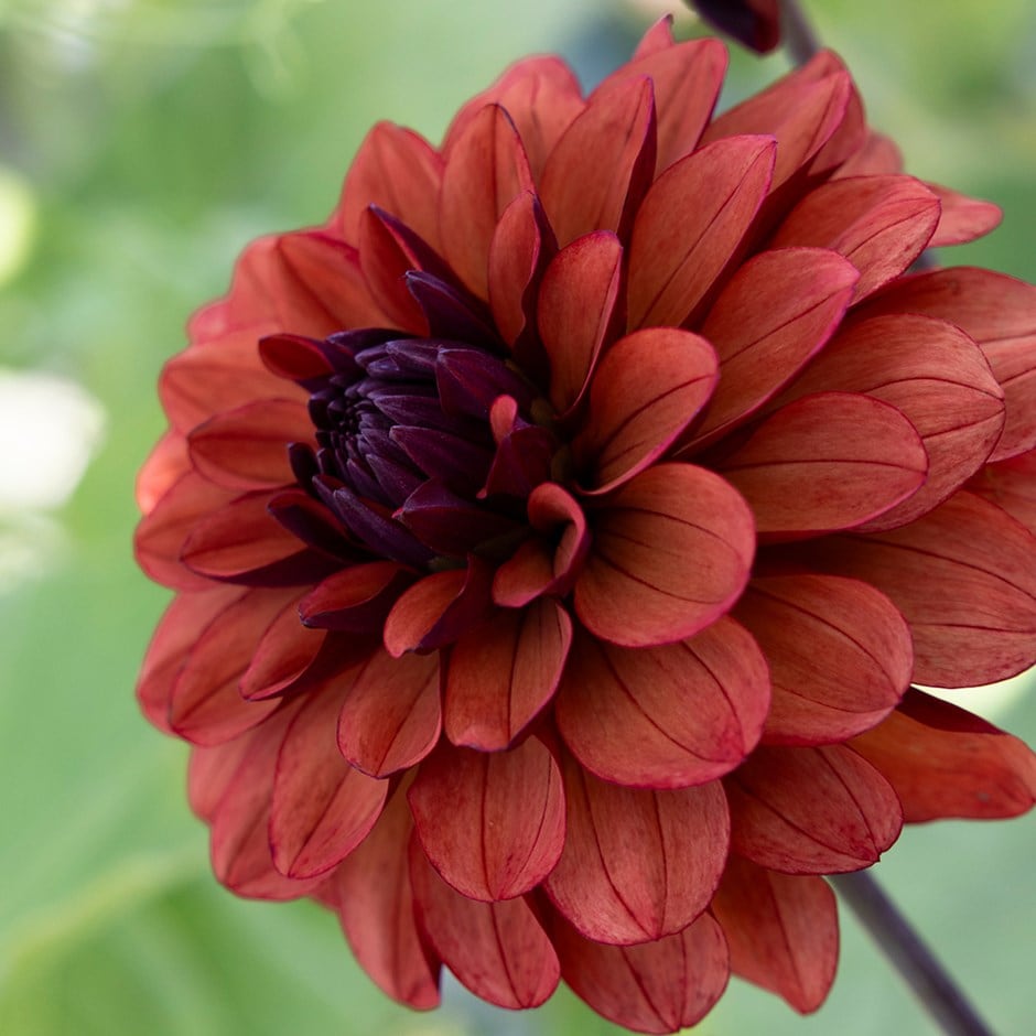 <i>Dahlia</i> 'Misses Miley'