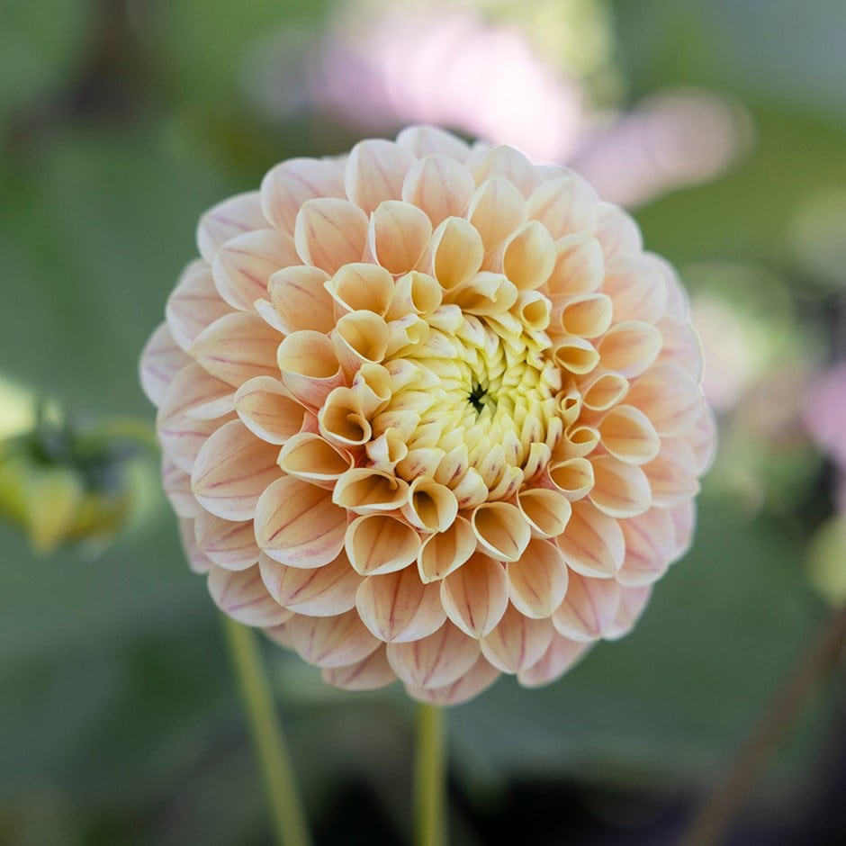 <i>Dahlia</i> 'Sweet Suzanne'