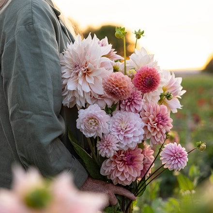 Pink champagne dahlia collection