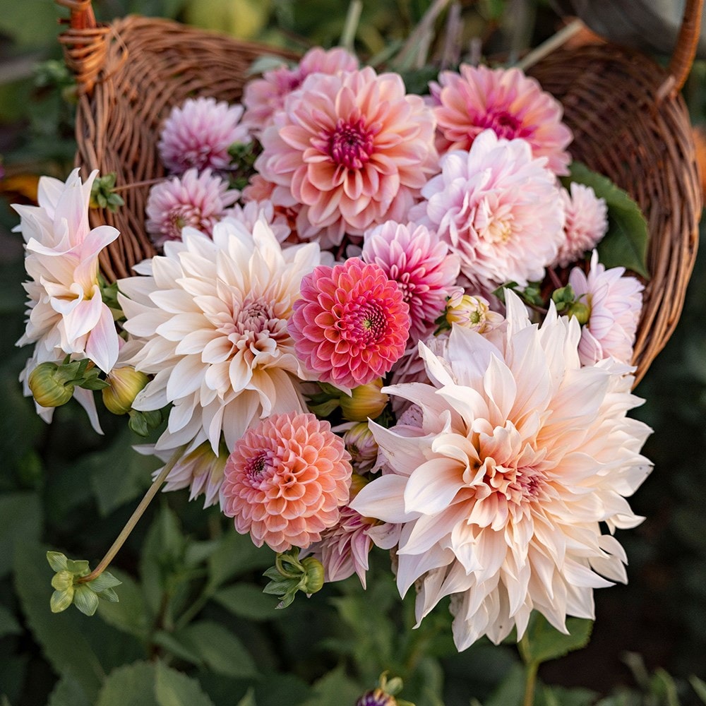 Pink champagne dahlia collection