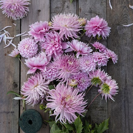 Soft pinks dahlia collection