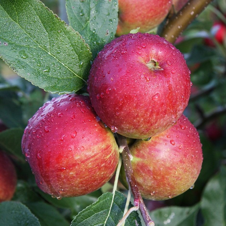 apple 'Core Blimey'