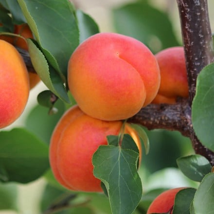 apricot Kioto (PBR)