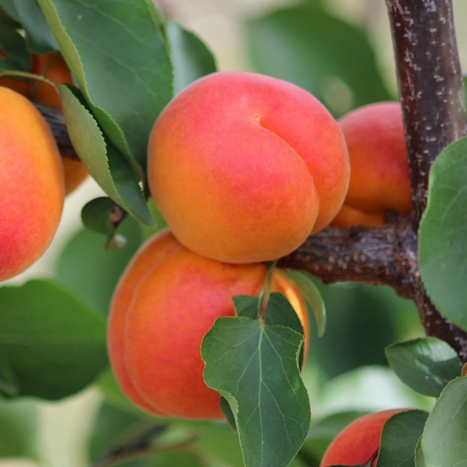 apricot 'Kioto' (PBR)