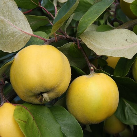 quince Serbian Gold