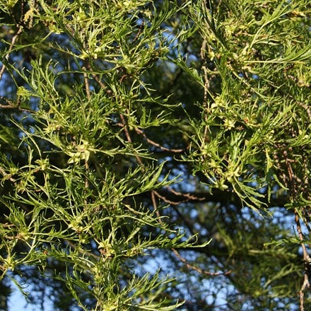 Alnus glutinosa Imperialis