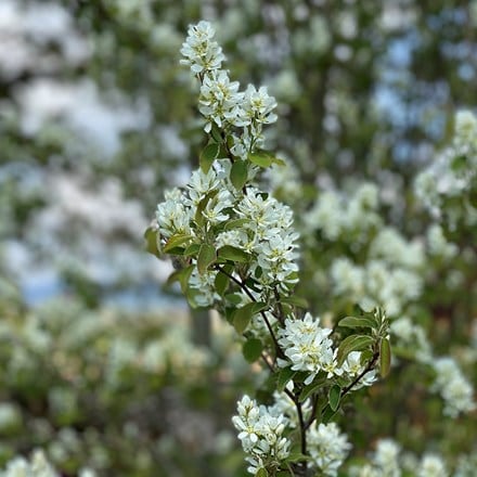 Amelanchier × grandiflora Ballerina