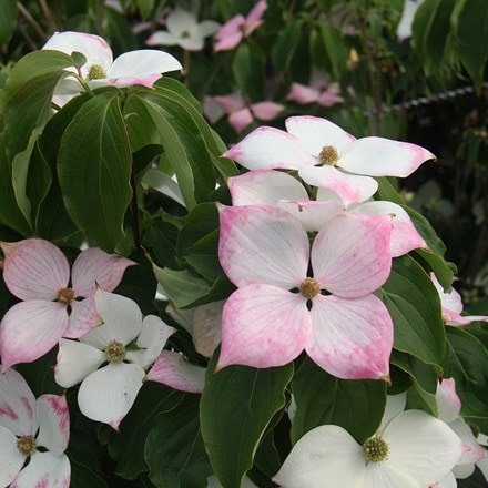 Cornus kousa Teutonia