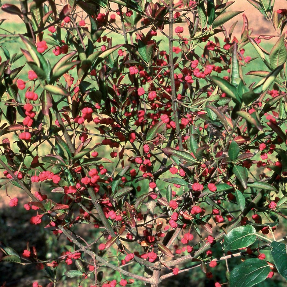 <i>Euonymus hamiltonianus</i> 'Indian Summer'