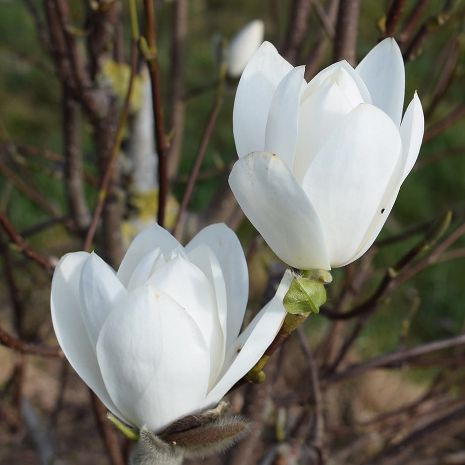 <i>Magnolia</i> 'Joli Pompon'
