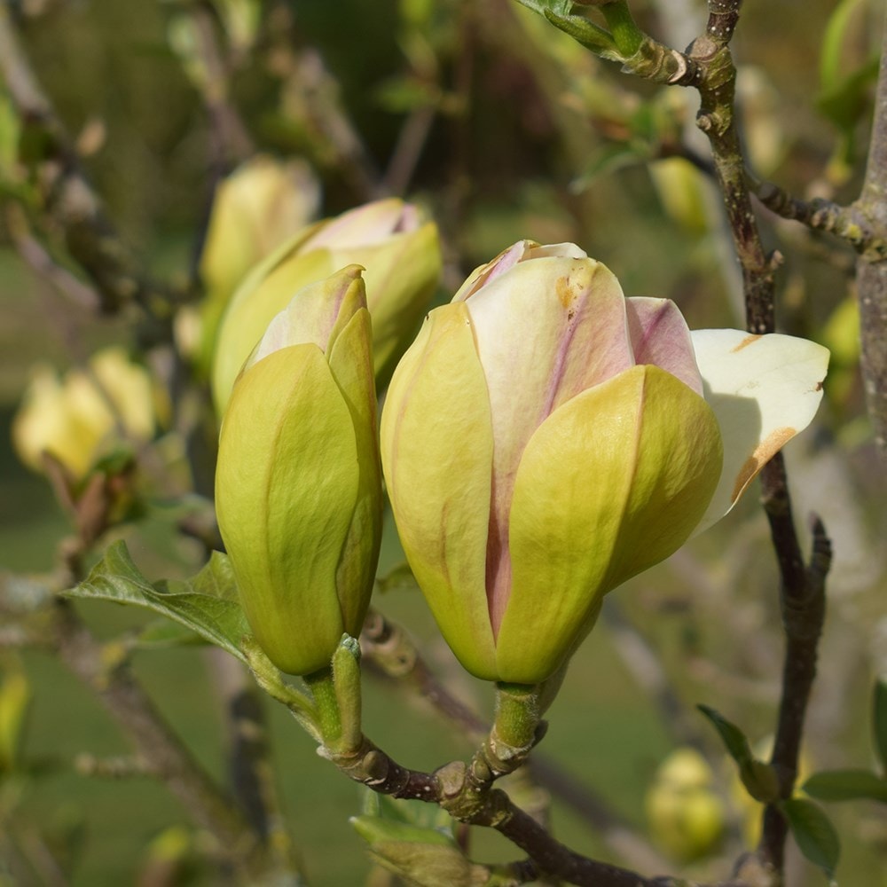 <i>Magnolia</i> 'Sunsation'