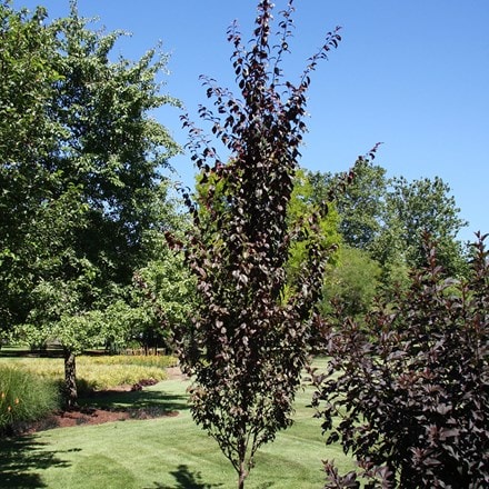 Prunus cerasifera Crimson Pointe ('Cripoizam')