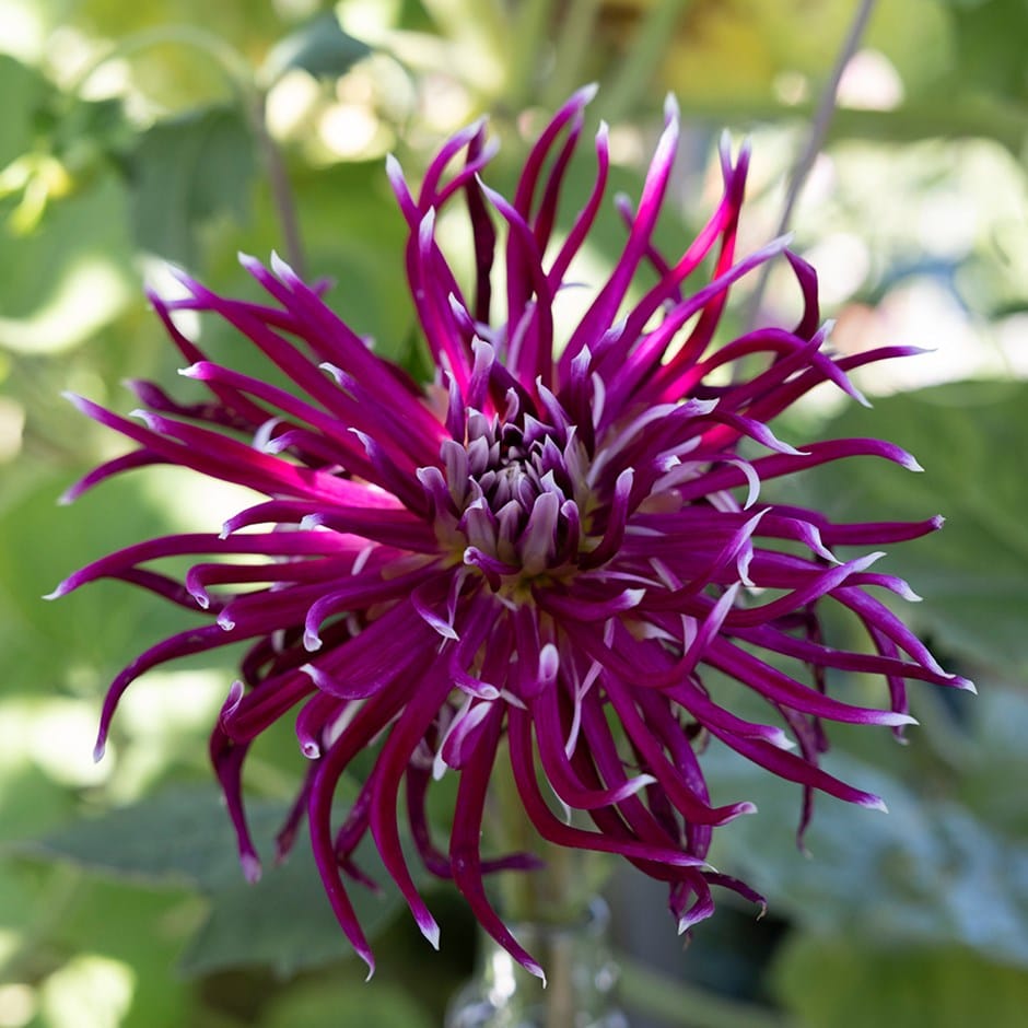 <i>Dahlia</i> 'Hollyhill Spiderwoman'