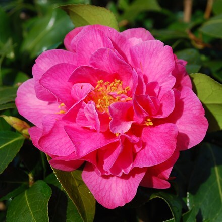 Camellia × williamsii 'Señorita'