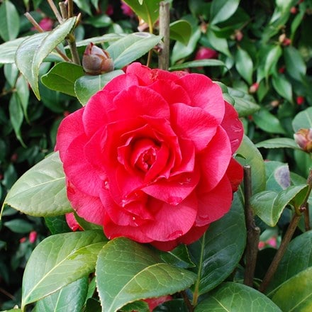 Camellia × williamsii 'Les Jury'