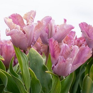 <i>Tulipa</i> 'Vovos'
