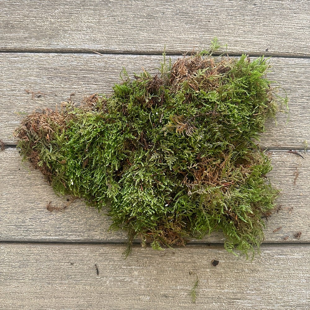 <i>Fresh decorative moss</i> 