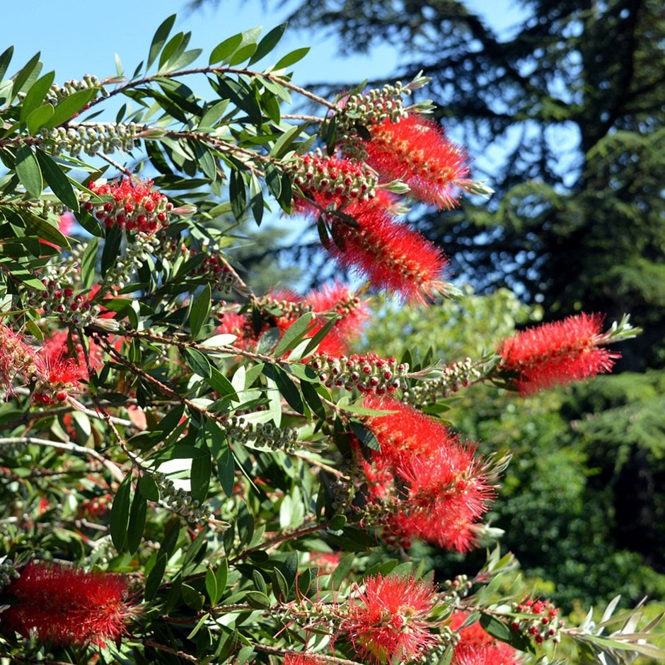 <i>Callistemon viminalis</i> 'Captain Cook'