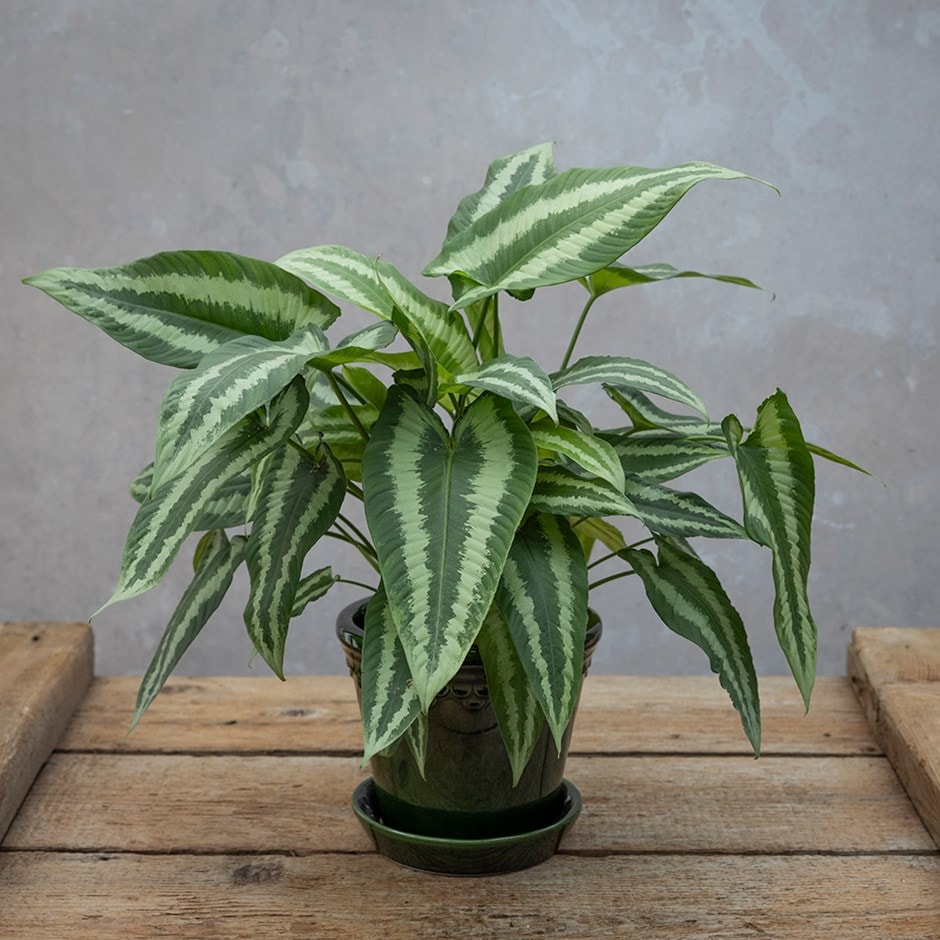 drop tongue plant drop tongue plant