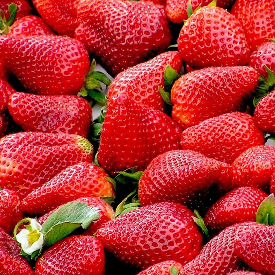 strawberry 'Hapil'