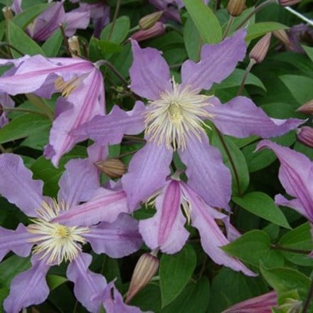 Clematis East River ('Zoeastri') (PBR)